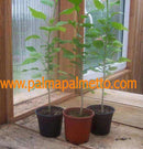 Hibiscus laevis militaris 40-70 cm