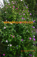 Hibiskus rosa/lila/weiß Gartenhibiskus 50-90cm