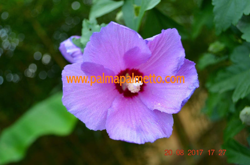 Hibiskus rosa/lila/weiß Gartenhibiskus 50-90cm