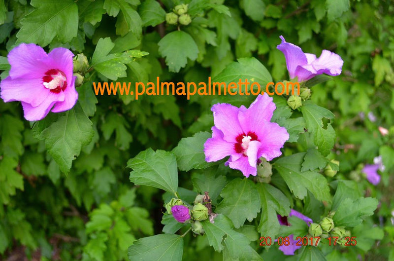 Hibiskus rosa/lila/weiß Gartenhibiskus 50-90cm