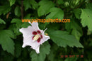 Hibiskus rosa/lila/weiß Gartenhibiskus 50-90cm