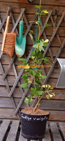 Gingko biloba variegata 80-120 cm