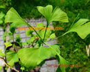 Ginkgobaum - Ginkgo biloba 150-180 cm / 5-6 Lt.Topf