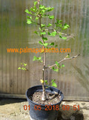 Ginkgo biloba "TIT" 70-90 cm