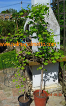 Ginkgobaum - Ginkgo biloba 150-180 cm / 5-6 Lt.Topf