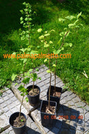 Ginkgo biloba 70-90 cm