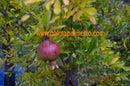Punica granatum "Dente di Cavallo" 120-140 cm