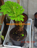 Gunnera manicata, Mammutblatt / 4-6 jährige Pflanze / 7-9 Lt.Topf