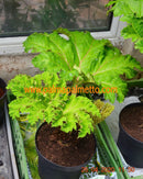 Gunnera manicata, Mammutblatt / 4-6 jährige Pflanze / 7-9 Lt.Topf