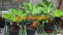 Gunnera manicata, Mammutblatt / 4-6 jährige Pflanze / 7-9 Lt.Topf