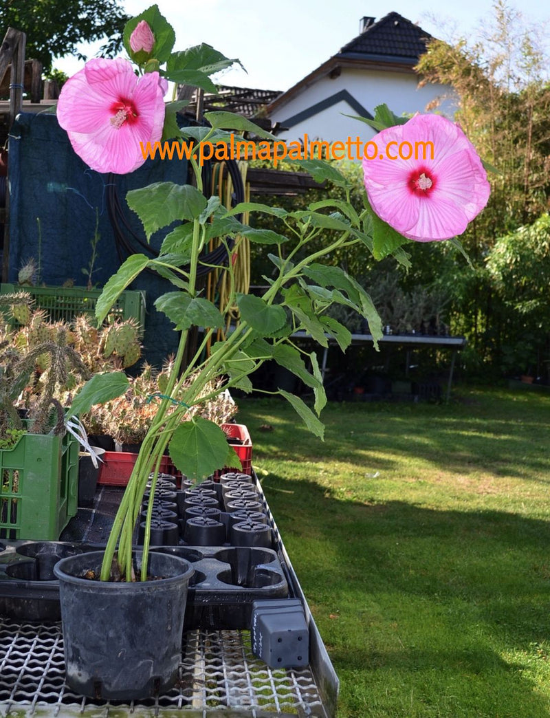 Hibiscus moscheutos "extra große Blüten" ROSA (Neuaustrieb)