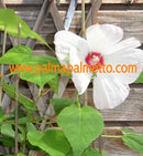 Hibiscus moscheutos "extra große Blüten" WEIß-PINK - Staude