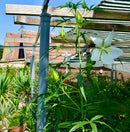 Hibiscus coccineus "Alba" (Neuaustrieb) 40-60cm (Gesamthöhe inkl. Topf)