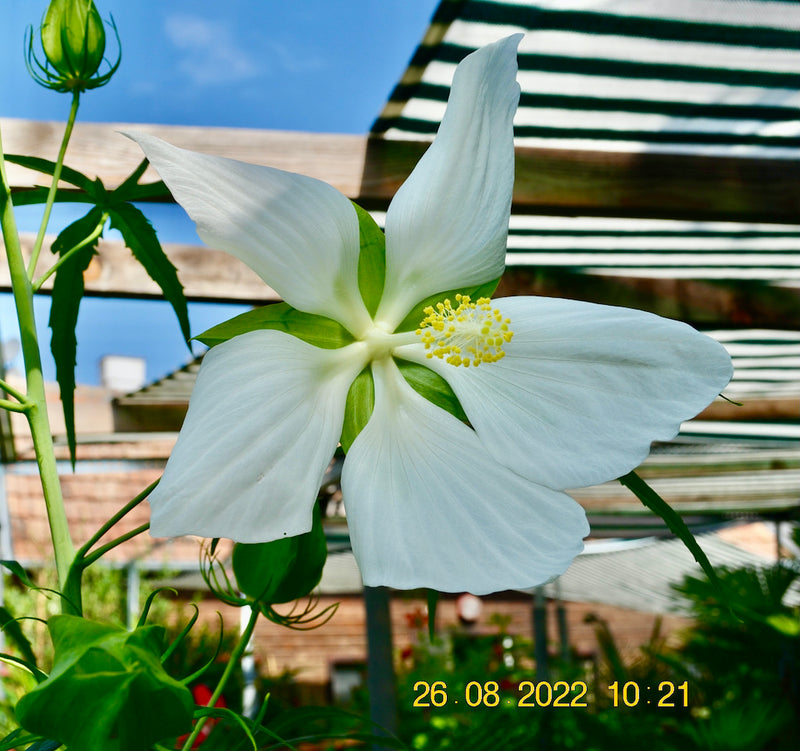Hibiscus coccineus "Alba" (Neuaustrieb) 40-60cm (Gesamthöhe inkl. Topf)