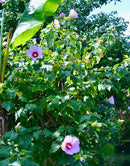 Hibiscus paramutabilis 140-170 cm (Gesamthöhe inkl. Topf) 10-15 Lt. Topf / MIT STAMM