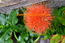 Haemanthus multiflorus "Blutblume" 20-30cm