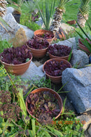 Sempervivium "Hauswurz" in dunkelrot in der Schale 26 cm