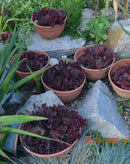 Sempervivium "Hauswurz" in dunkelrot in der Schale 26 cm