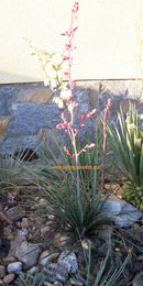 Hesperaloe parviflora (red) 50-70 cm