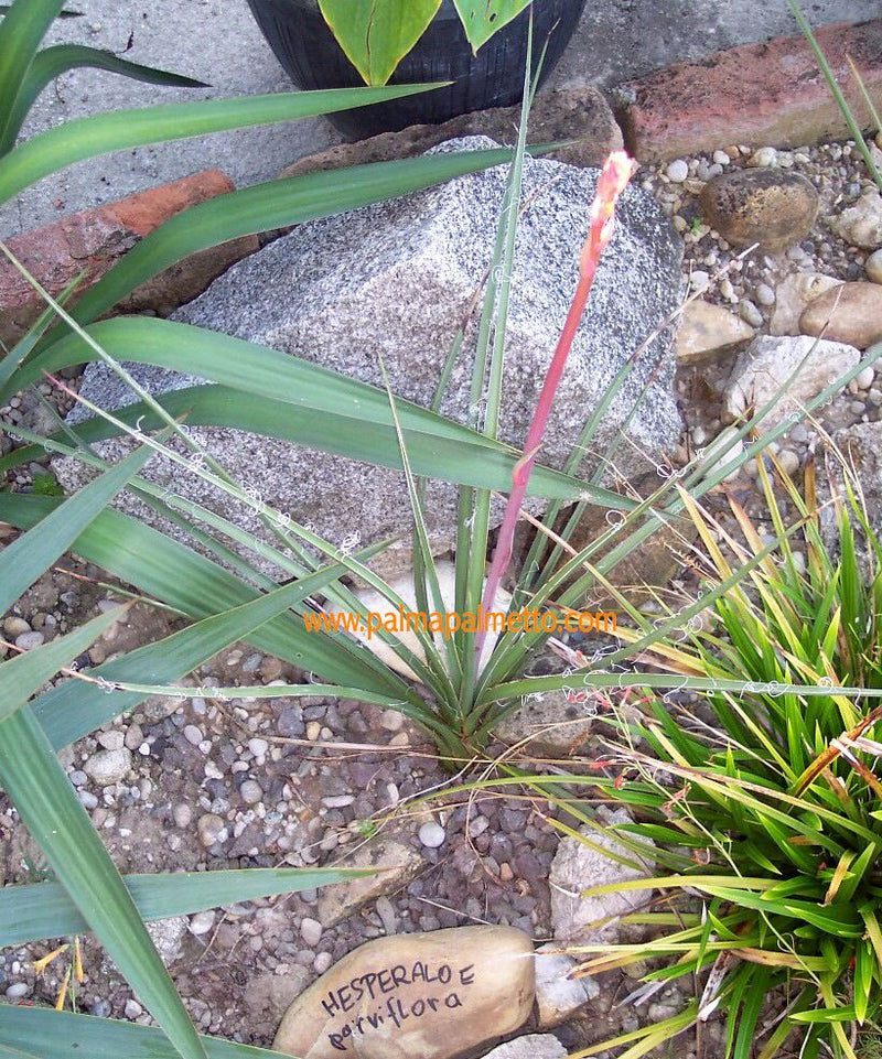 Hesperaloe parviflora (red) 50-70 cm