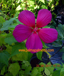 Hibiscus coccineus rot