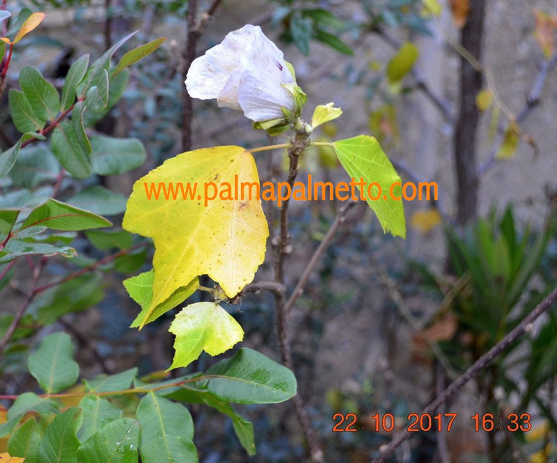 Hibiscus paramutabilis "Julia" 150-180 cm mit Stamm / 5-6 Lt. Topf