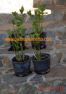 Hibiscus moscheutos "extra große Blüten" ROT (Neuaustrieb)