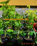 Hibiscus moscheutos "extra große Blüten" ROSA (Neuaustrieb)