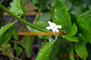 Jasminum sambac "Arabischer Jasmin" 80-100 cm