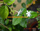 Ägyptischer Jasmin "jasmine egipcio" 80-100 cm