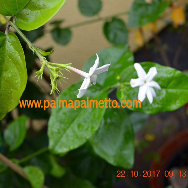 gyptischer Jasmin "jasmine egipcio"  +/- 60 cm (Beispielfoto 4-6 Lt.