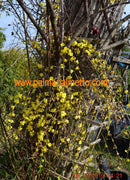 Jasminum nudiflorum "Winterjasmin" 50-70 cm