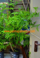 Jasminum officinale "Kletterjasmin, echter Jasmin" 120-150 cm / 3-5 Lt. Topf