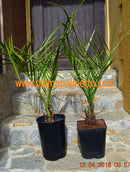 Jubaea chilensis "Honigpalme" 70-100 cm / 5-6 Lt.Topf
