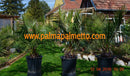 1 STÜCK Jubaea chilensis "chilenische Honigpalme" 160-180 cm / 50 Lt.Topf ∅ 50cm