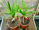 1 STÜCK Jubaea chilensis 40-60 cm (Gesamthöhe inkl. Topf)  10-12 Lt.Topf