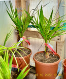 1 STÜCK Jubaea chilensis 40-60 cm (Gesamthöhe inkl. Topf)  10-12 Lt.Topf