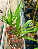 1 STÜCK Jubaea chilensis 40-60 cm (Gesamthöhe inkl. Topf)  5-7 Lt.Topf