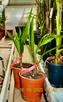 1 STÜCK Jubaea chilensis 40-60 cm (Gesamthöhe inkl. Topf)  5-7 Lt.Topf