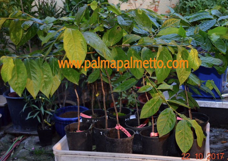 Kaki Baum - Lotuspflaume 100-130 cm mit Stamm