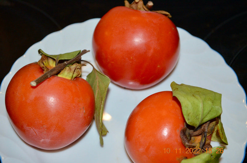Kaki Baum "Hana Fuyu" 130-150 cm / 6-8 Lt. Topf, veredelt
