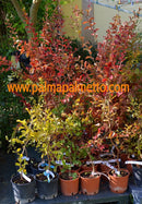 Lagerstroemia indica 'Nivea' 130-160 cm / 3-5 Lt.Topf