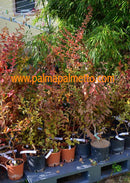 Lagerstroemia indica "Viola Grassi" 130-160 cm / 3-5 Lt.Topf