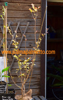 Lagerstroemia indica ''Watermelon Red" 80-120 cm / 3-5 Lt.Topf