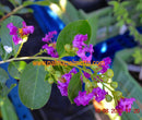 Lagerstroemia indica "Powhatan" 80-100 cm (Gesamthöhe inkl. Topf) 3-5 Lt.Topf
