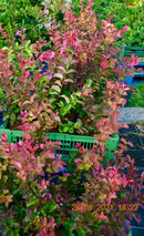 Lagerstroemia indica "Dynamite" 100-120 cm (Gesamthöhe inkl. Topf) 3-5 Lt.Topf