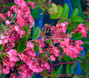 Lagerstroemia indica "Super Rouge" 100-130 cm (Gesamthöhe inkl. Topf) 3-5 Lt.Topf