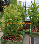 Magnolie x loebneri 'Leonard Messel' 140-170cm / 5-6 Lt.Topf