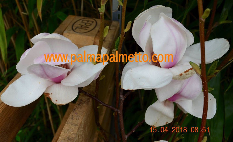 Magnolia soulangeana Purpurea 120-140 cm / 5-6 Lt. Topf