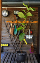 Magnolia "Yellow River" 110-130cm / 5-6 Lt.Topf